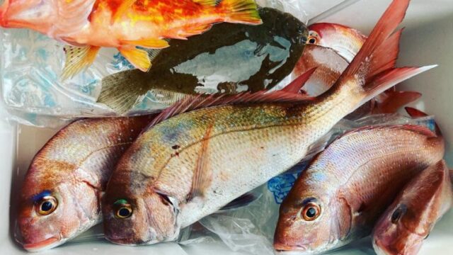 魚が釣れる時間帯っていつ 超簡単に釣果アップ 初心者 ファミリーフィッシング Hironoblog 魚の釣り方 初心者でも簡単に魚を釣る方法 釣れ ない時に読むブログ 魚釣りの問題解決