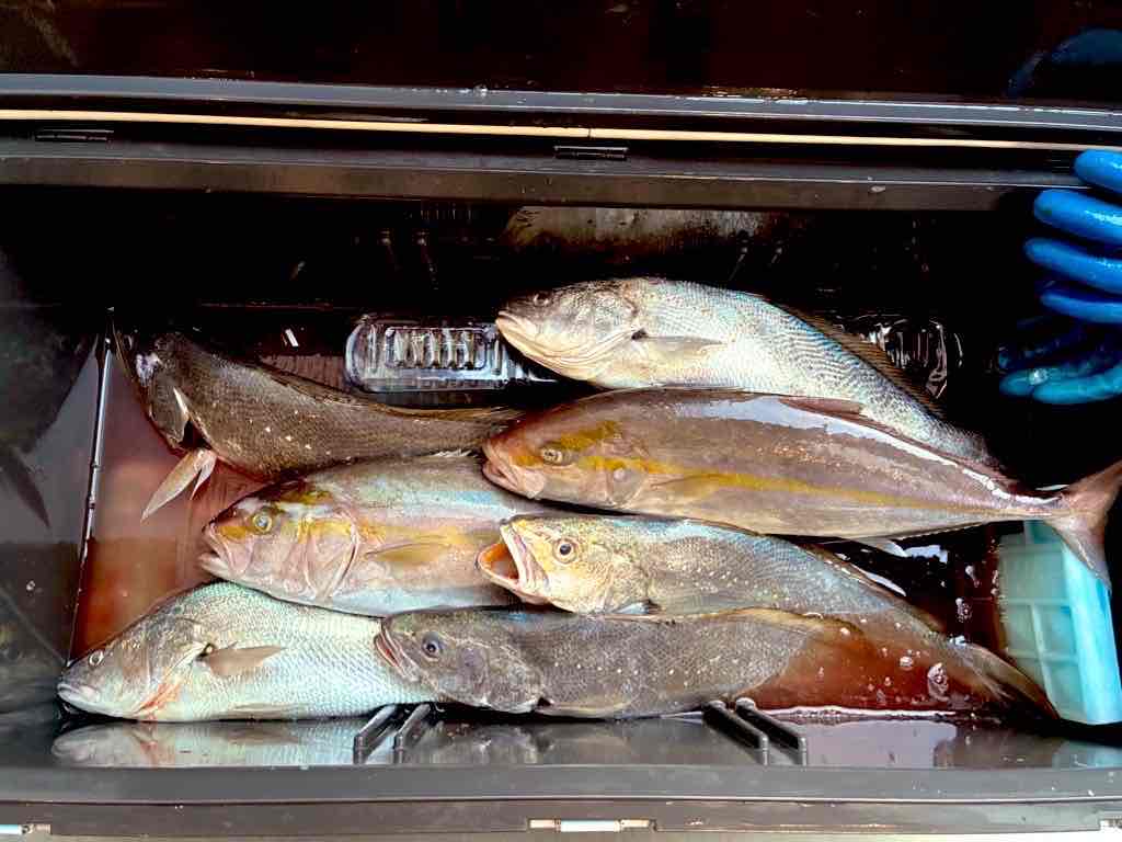 落とし込み　カンパチ　オオニベ