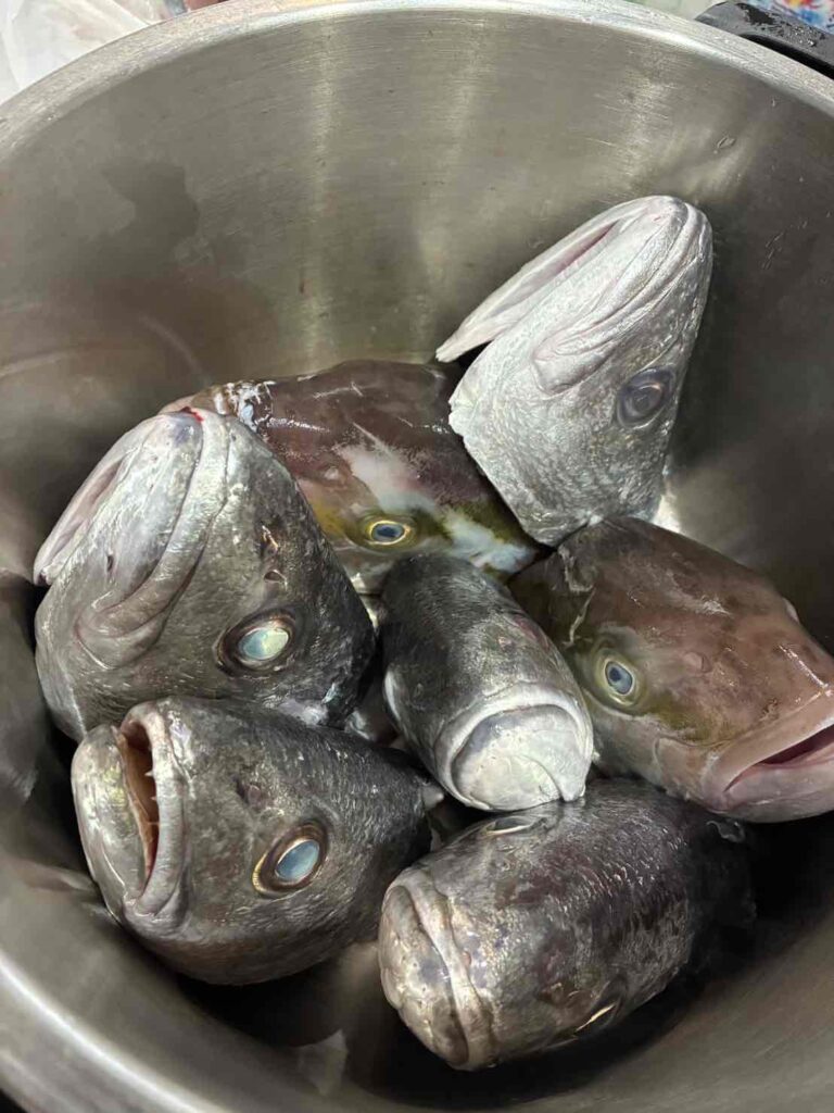 カンパチ・オオニベの頭を煮付けにする前