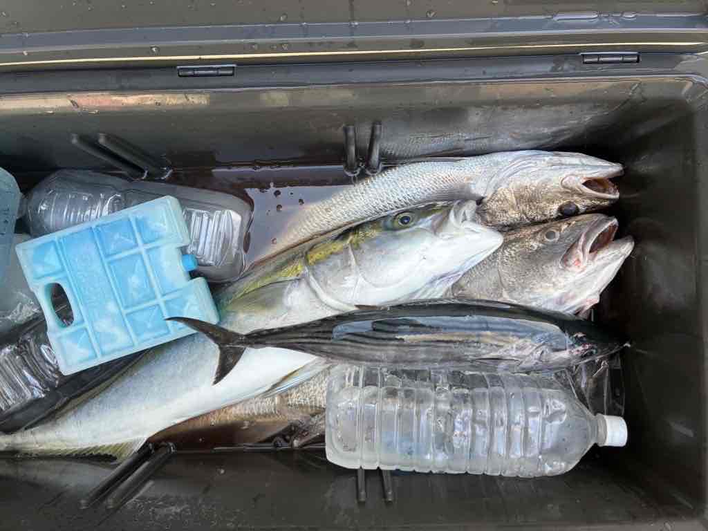 落とし込みで釣れたブリ・オオニベ・ハガツオ