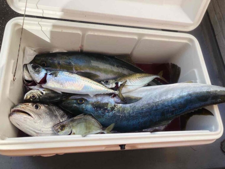 落とし込みで釣れたブリ・オオニベ・アジ・カイワリ