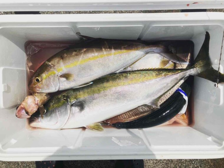 落とし込み・ジギングで釣れたカンパチ・ブリ・カサゴ・オオニベ